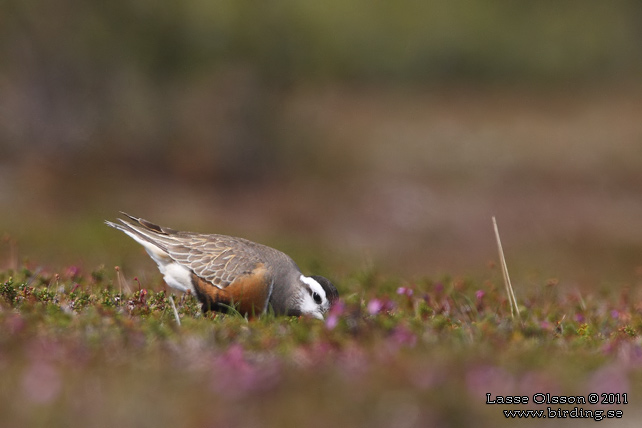 FJÄLLPIPARE / EURASIAN DOTTEREL (Charadrius morinellus) - stor bild / full size