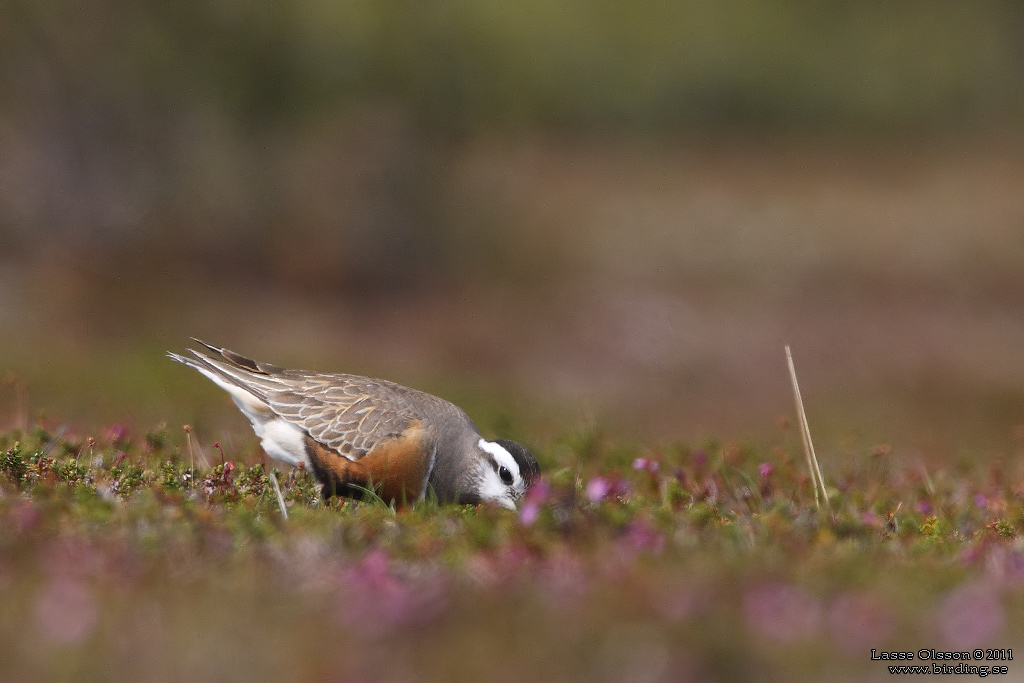 FJLLPIPARE / EURASIAN DOTTEREL (Charadrius morinellus) - Stng / CLOSE