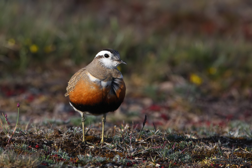 FJLLPIPARE / EURASIAN DOTTEREL (Charadrius morinellus) - Stng / CLOSE