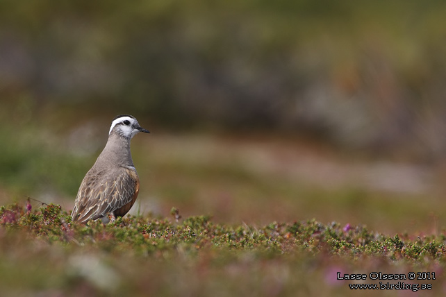 FJÄLLPIPARE / EURASIAN DOTTEREL (Charadrius morinellus) - stor bild / full size