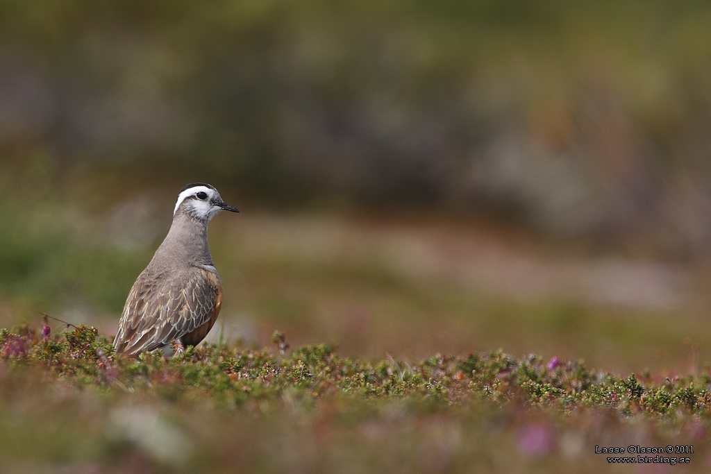 FJLLPIPARE / EURASIAN DOTTEREL (Charadrius morinellus) - Stng / CLOSE