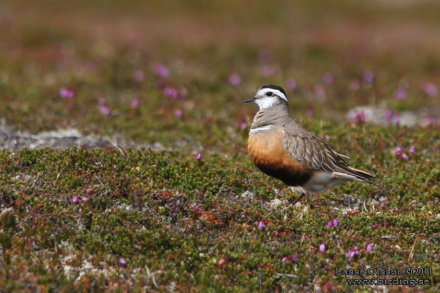 FJÄLLPIPARE / EURASIAN DOTTEREL (Charadrius morinellus) - stor bild / full size