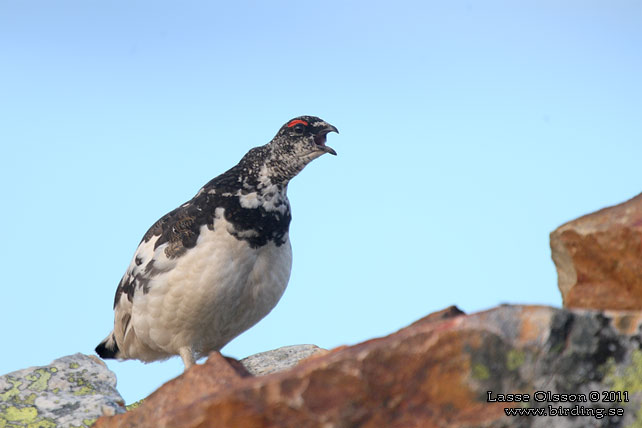 FJÄLLRIPA / ROCK PTARMIGAN (Lagopus muta) - stor bild / full size