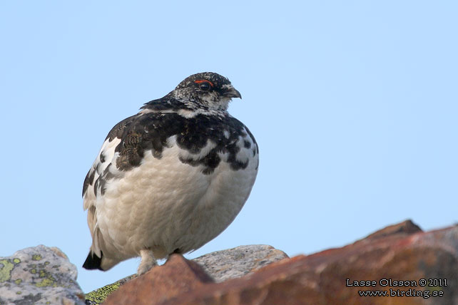 FJÄLLRIPA / ROCK PTARMIGAN (Lagopus muta) - stor bild / full size