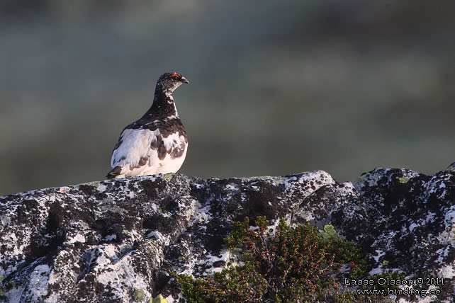 FJÄLLRIPA / ROCK PTARMIGAN (Lagopus muta) - stor bild / full size