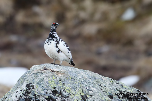 FJÄLLRIPA / ROCK PTARMIGAN (Lagopus muta) - stor bild / full size