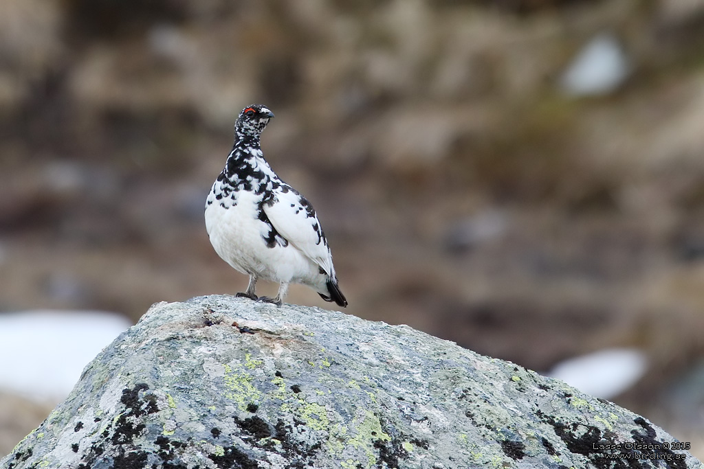 FJÄLLRIPA / ROCK PTARMIGAN (Lagopus muta) - Stäng / Close