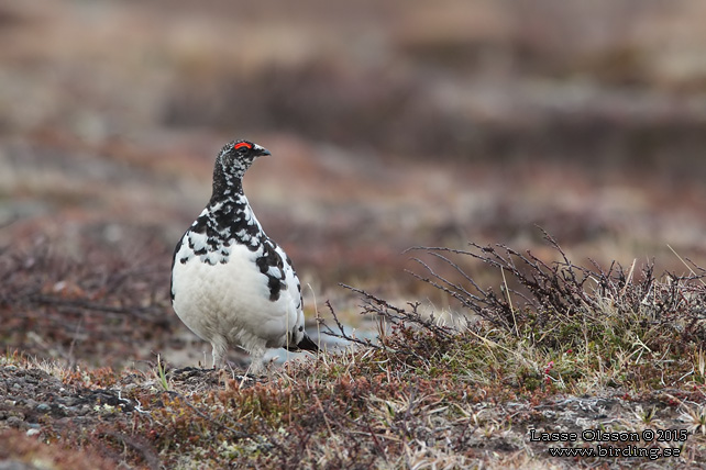 FJÄLLRIPA / ROCK PTARMIGAN (Lagopus muta) - stor bild / full size