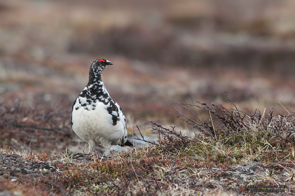 FJÄLLRIPA / ROCK PTARMIGAN (Lagopus muta) - Stäng / Close