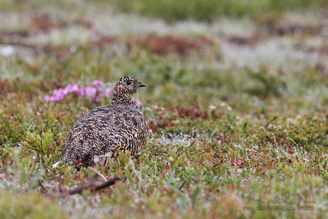 FJÄLLRIPA / ROCK PTARMIGAN (Lagopus muta) - stor bild / full size