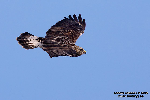 FJLLVRK / ROUGH-LEGGED BUZZARD (Buteo lagopus) - stor bild / full size