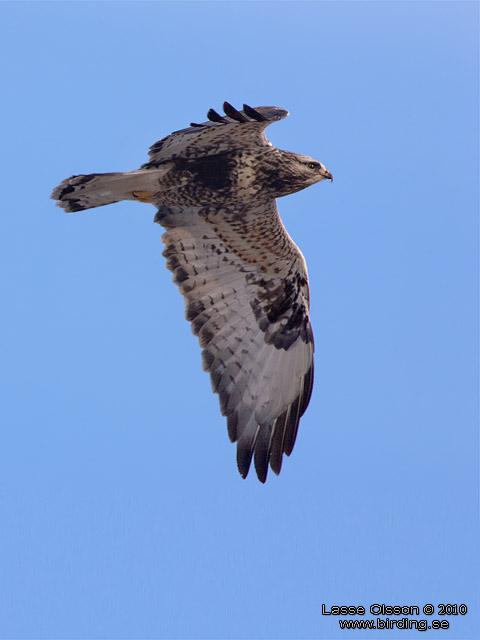 FJLLVRK / ROUGH-LEGGED BUZZARD (Buteo lagopus) - stor bild / full size