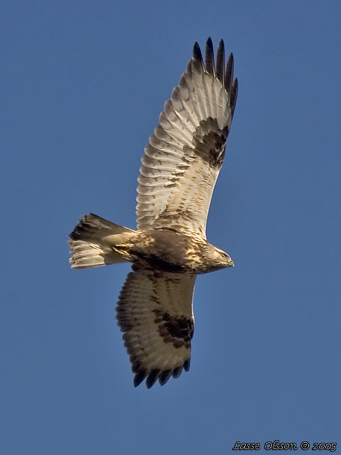 FJLLVRK / ROUGH-LEGGED BUZZARD (Buteo lagopus)