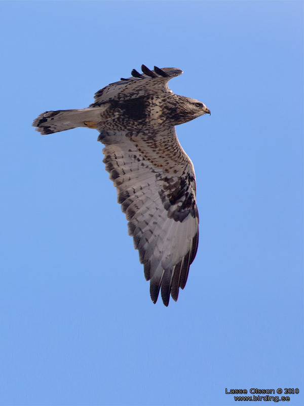 FJLLVRK / ROUGH-LEGGED BUZZARD (Buteo lagopus) - Stng / Close