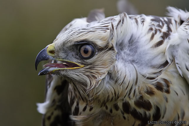 FJLLVRK / ROUGH-LEGGED BUZZARD (Buteo lagopus) - stor bild / full size