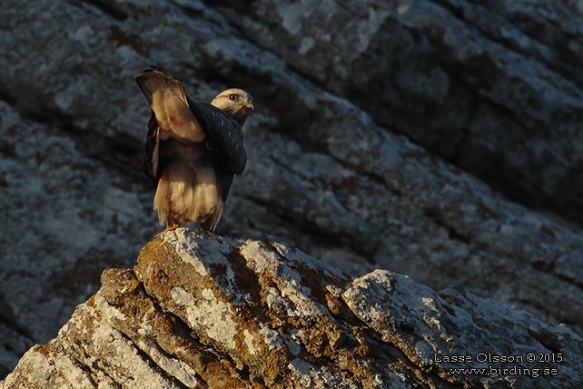 FJÄLLVRÅK / ROUGH-LEGGED BUZZARD (Buteo lagopus) - stor bild / full size