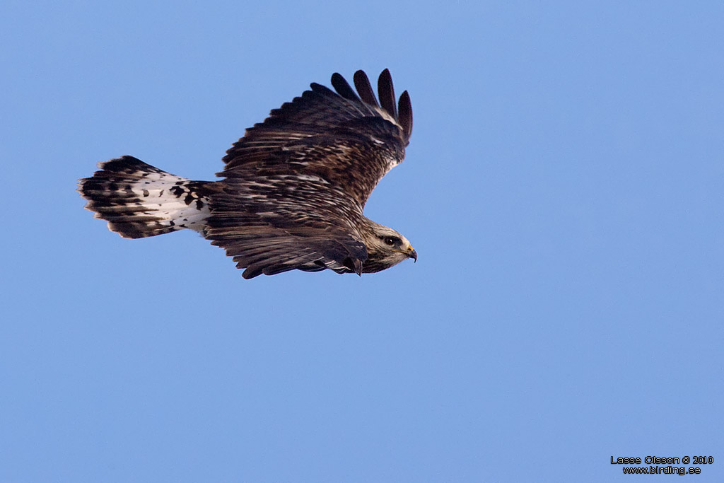 FJLLVRK / ROUGH-LEGGED BUZZARD (Buteo lagopus) - Stng / Close