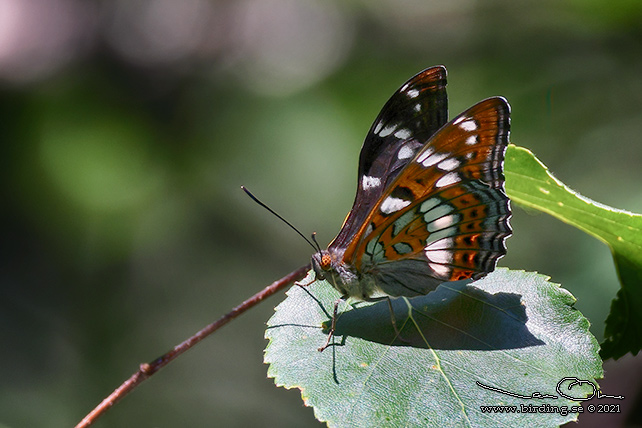 ASPFJRIL / POPLAR ADMIRAL (Limenitis populi) - stor bild / full size