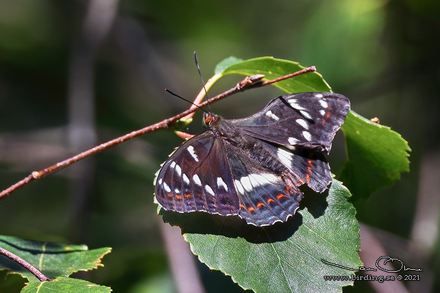ASPFJRIL / POPLAR ADMIRAL (Limenitis populi) - stor bild / full size
