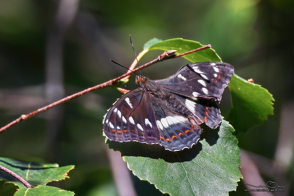 ASPFJRIL / POPLAR ADMIRAL (Limenitis populi) - Stng / Close