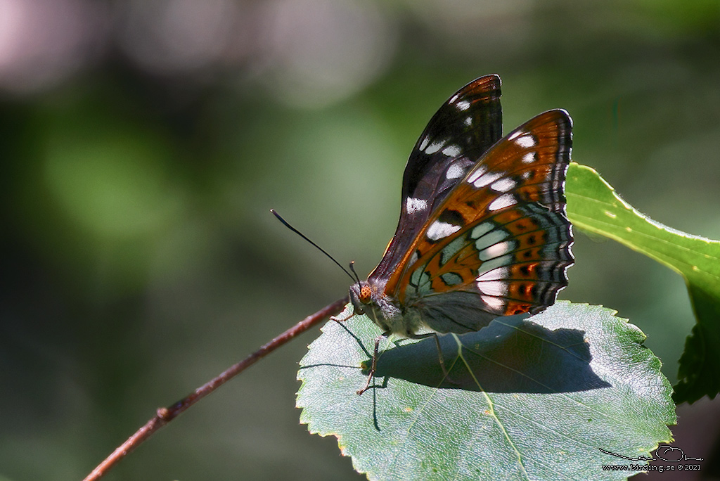 ASPFJRIL / POPLAR ADMIRAL (Limenitis populi) - Stng / Close