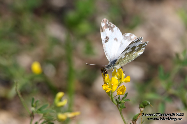 GRÖNFLÄCKIG VITFJÄRIL / BATH WHITE (Pontia daplodice) - stor bild / full size