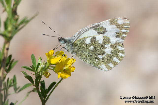 GRÖNFLÄCKIG VITFJÄRIL / BATH WHITE (Pontia daplodice) - stor bild / full size