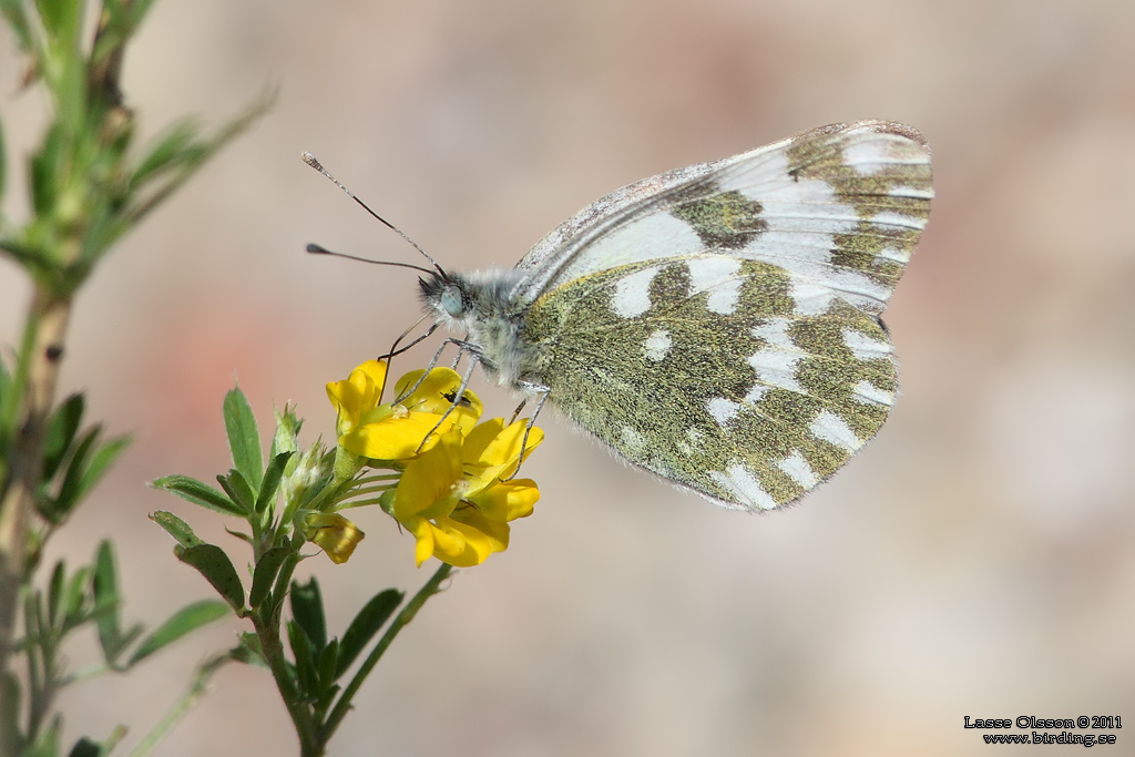 GRÖNFLÄCKIG VITFJÄRIL / BATH WHITE (Pontia daplodice) - Stäng / Close