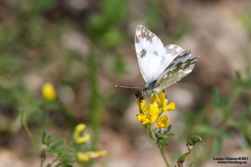 GRÖNFLÄCKIG VITFJÄRIL / BATH WHITE (Pontia daplodice) - Stäng / Close