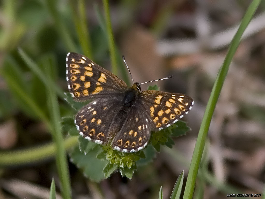 GULLVIVEFJRIL / DUKE OF BURGUNDY FRITILLARY (Hamearis lucina) - Stng / Close