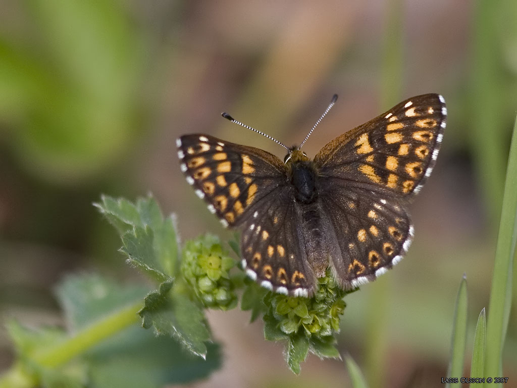GULLVIVEFJRIL / DUKE OF BURGUNDY FRITILLARY (Hamearis lucina) - Stng / Close