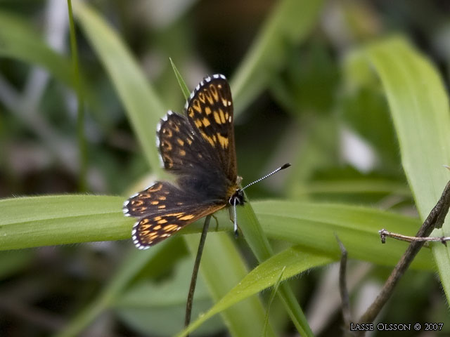 GULLVIVEFJRIL / DUKE OF BURGUNDY FRITILLARY (Hamearis lucina) - stor bild / full size