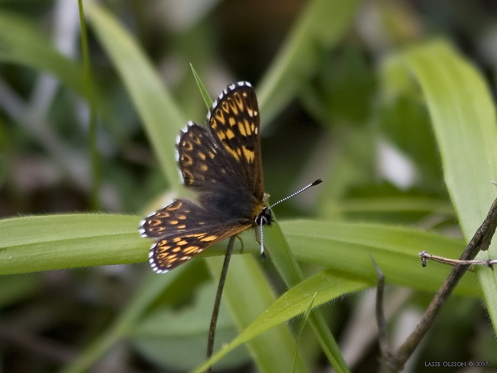 GULLVIVEFJRIL / DUKE OF BURGUNDY FRITILLARY (Hamearis lucina) - Stng / Close