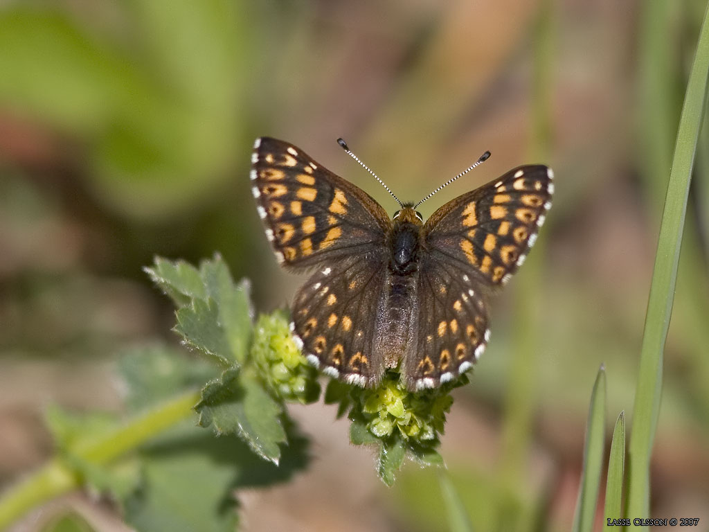 GULLVIVEFJRIL / DUKE OF BURGUNDY FRITILLARY (Hamearis lucina) - Stng / Close