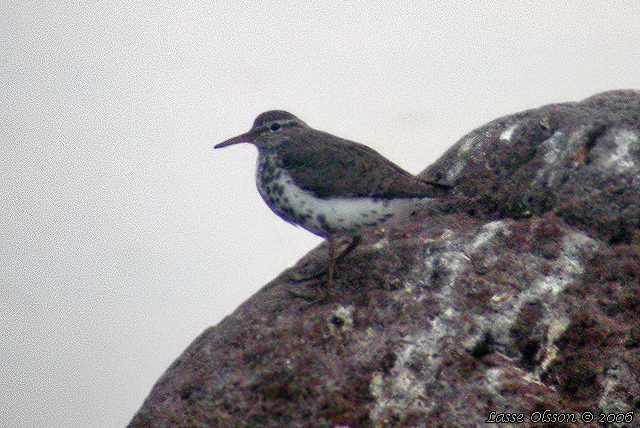 FLCKDRILLSNPPA / SPOTTED SANDPIPER (Actitis macularius)