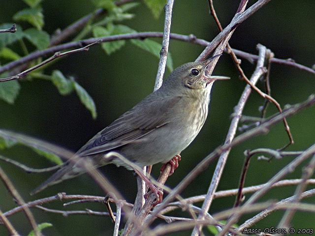 FLODSNGARE / RIVER WARBLER (Locustella fluviatilis)