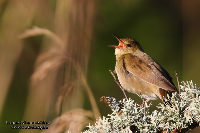 FLODSÅNGARE / RIVER WARBLER (Locustella fluviatilis)