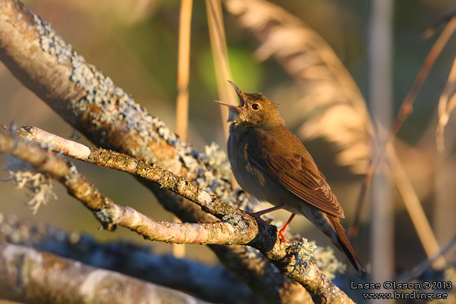 FLODSÅNGARE / RIVER WARBLER (Locustella fluviatilis)