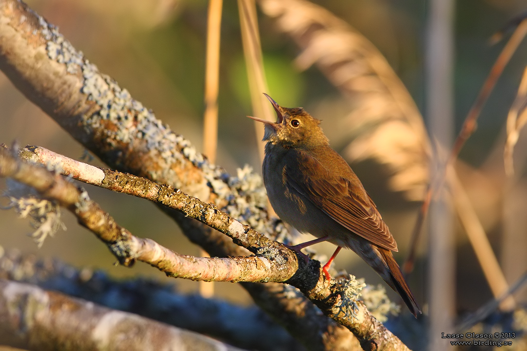 FLODSNGARE / RIVER WARBLER (Locustella fluviatilis) - Stng / Close