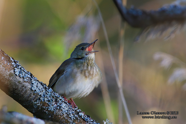 FLODSÅNGARE / RIVER WARBLER (Locustella fluviatilis)