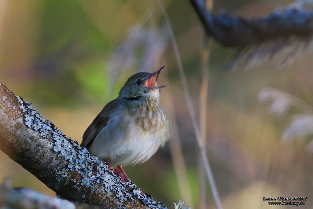 FLODSNGARE / RIVER WARBLER (Locustella fluviatilis) - Stng / Close