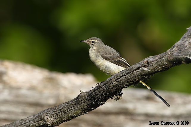 FORSRLA / GRAY WAGTAIL (Motacilla cinerea) - stor bild / full size