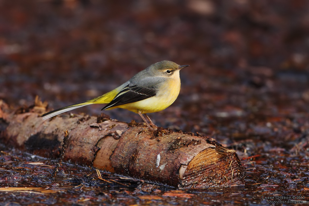 FORSRLA / GRAY WAGTAIL (Motacilla cinerea) - Stng / Close