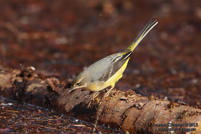 FORSÄRLA / GRAY WAGTAIL (Motacilla cinerea) - stor bild / full size