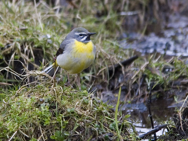 FORSRLA / GRAY WAGTAIL (Motacilla cinerea)