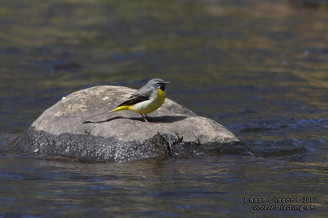 FORSÄRLA / GRAY WAGTAIL (Motacilla cinerea) - stor bild / full size