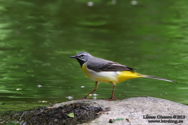 FORSÄRLA / GRAY WAGTAIL (Motacilla cinerea) - stor bild / full size