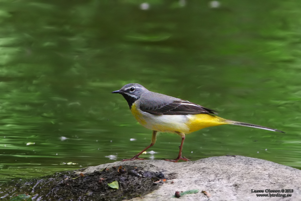 FORSRLA / GRAY WAGTAIL (Motacilla cinerea) - Stng / Close