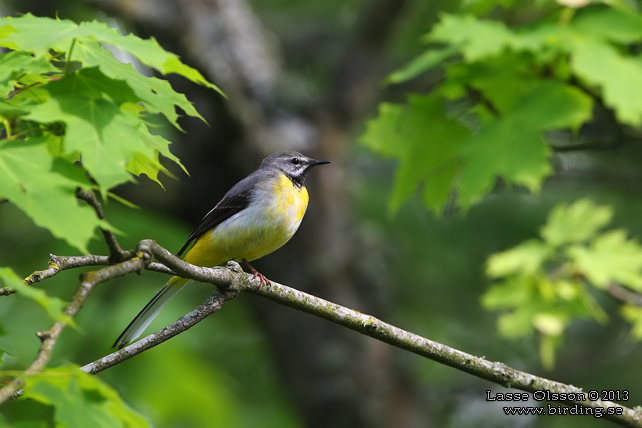 FORSÄRLA / GRAY WAGTAIL (Motacilla cinerea) - stor bild / full size