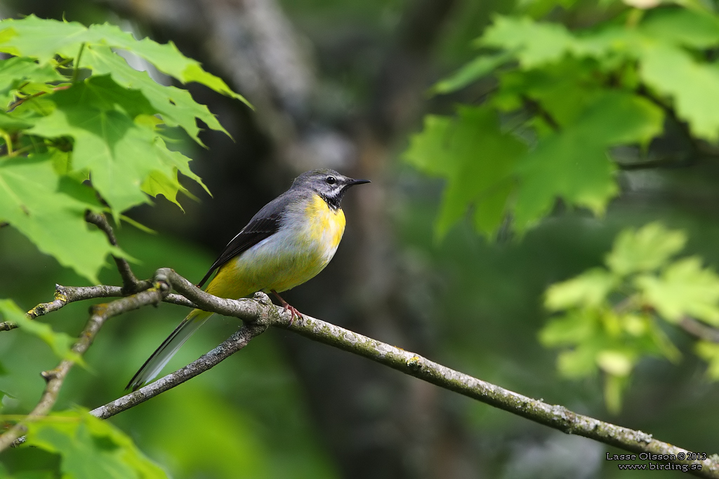 FORSRLA / GRAY WAGTAIL (Motacilla cinerea) - Stng / Close